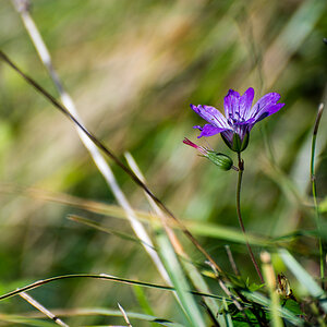Blüte