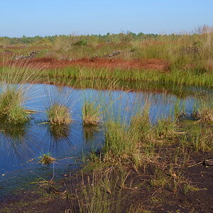 Libellenteich