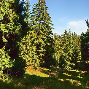 Lichtgrün