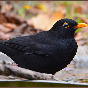DSC 9498 Amsel