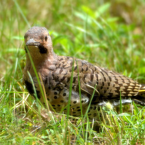 DSC 6902 Specht