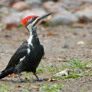 DSC 6675 Woodpecker