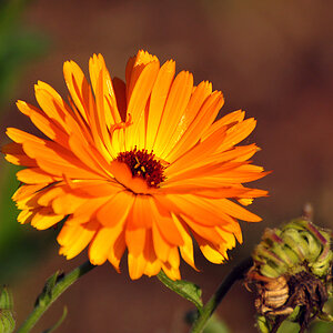 DSC 5211 Herbst