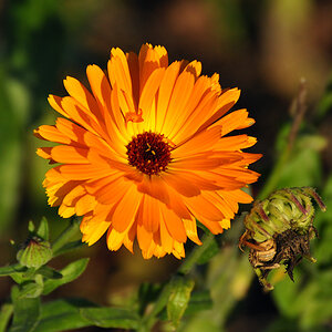 DSC 5214 Herbst