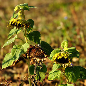 DSC 5222 Herbst