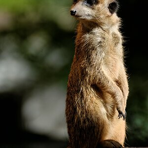 Erdmännchen
Tierpark Sababurg 09/2015