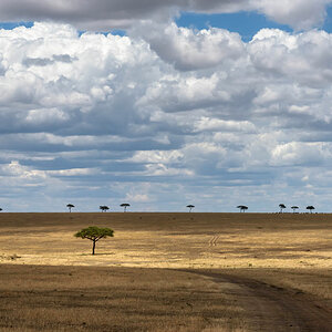 tansania serengeti landschaft 1