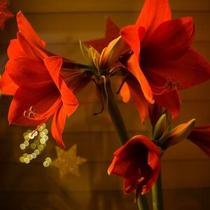 Amaryllis - rot (a DSC 0082 s 1 xl)