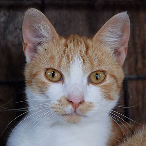Stallkatze 2