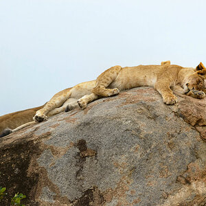 tansania serengeti loewe 3