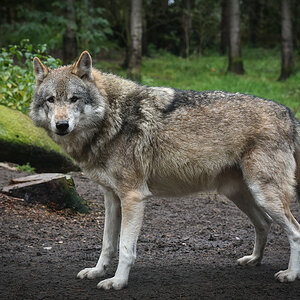 Wolf1