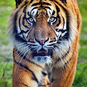 Sumatra Tiger