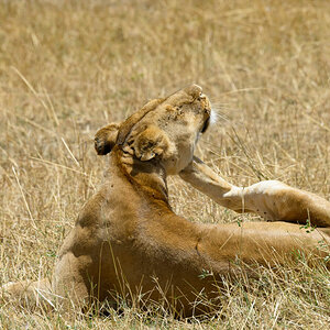 tansania serengeti loewe 5