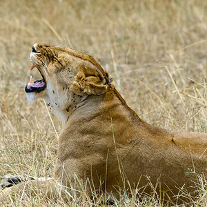 tansania serengeti loewe 6