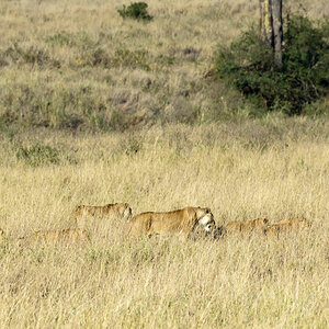 tansania serengeti loewe 8