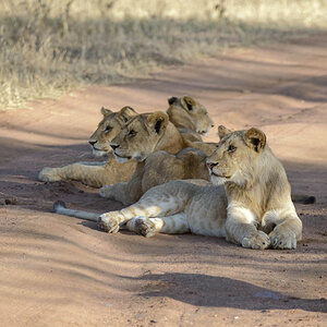 tansania serengeti loewe 9