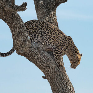 tansania leopard 3