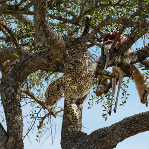 tansania leopard 4