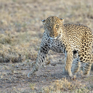 tansania leopard 1