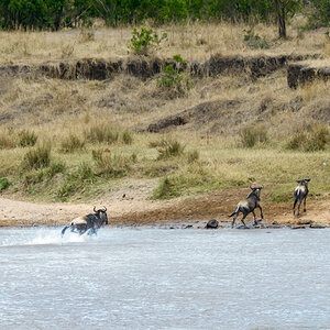 tansania serengeti crossing 4
