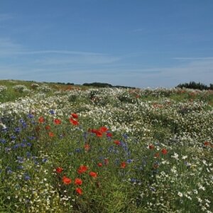 Sommer auf Rügen