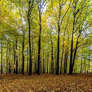 TZ ZIM 7230
