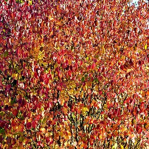 DSC 5148 Herbst