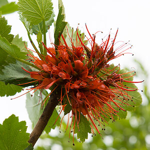 Drakensberge 3a