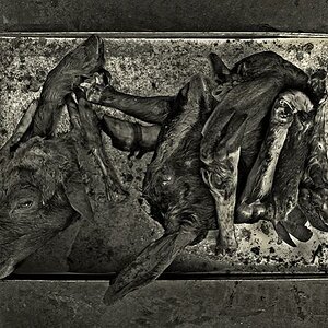 earthArt 4bw 72