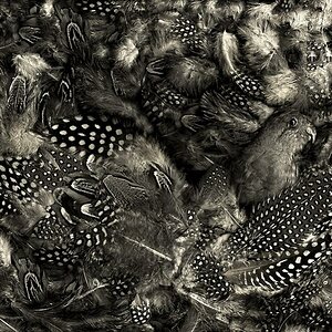 magic garden 30 2 sm  bw