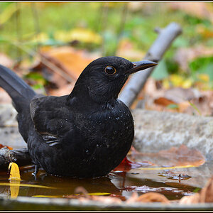 DSC 9513 Amsel