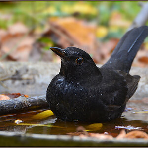 DSC 9515 Amsel