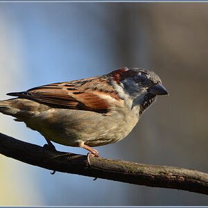 DSC 0062 Spatz