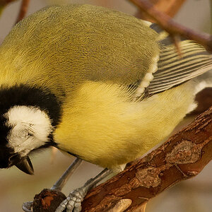 Meise 1 Crop