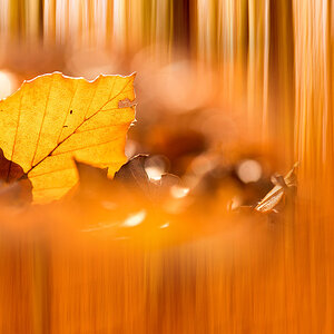 Herbstgold