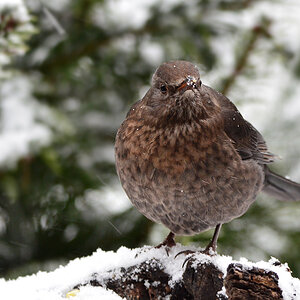 DSC 0394 Amsel