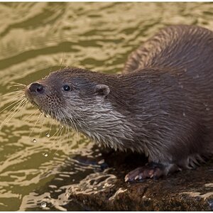 D75 2079 Otter I 2 2016