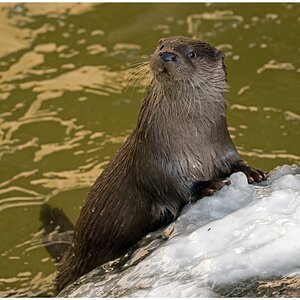 D75 2082 Otter II 2 2016