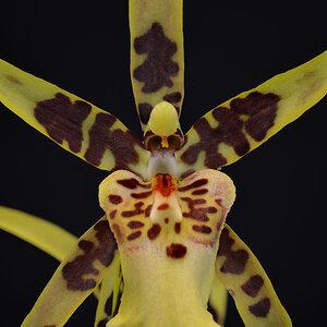 cameleon orchidee