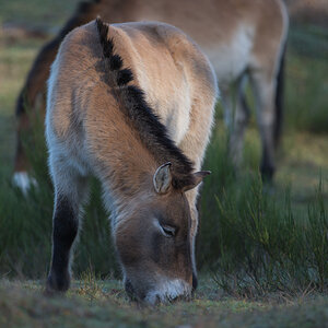 Przewalski-Pferde
Erlangen/Tennenlohe