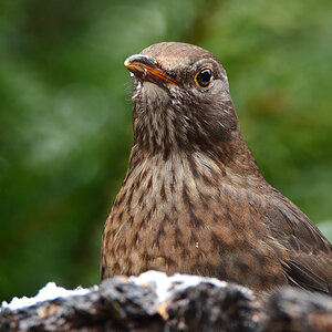 DSC 0534 Amsel