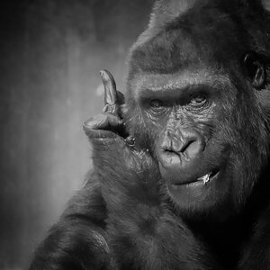 Massa.sw Zoo Krefeld