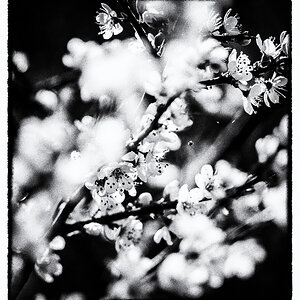 Apfelblüten