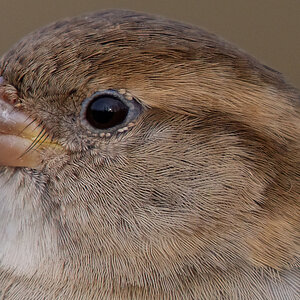 Spatz Crop
