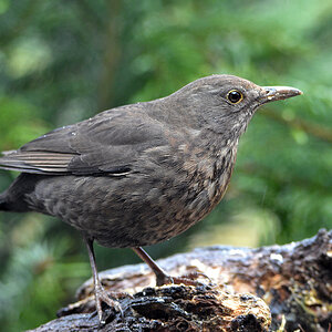 DSC 0592 Amsel