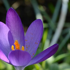 krokus