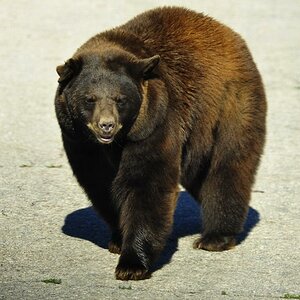 Bär auf der Straße