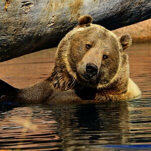 Grizzly im Bade