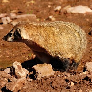 Badger