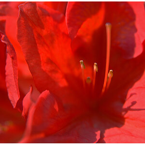 rhododendron in  lachs